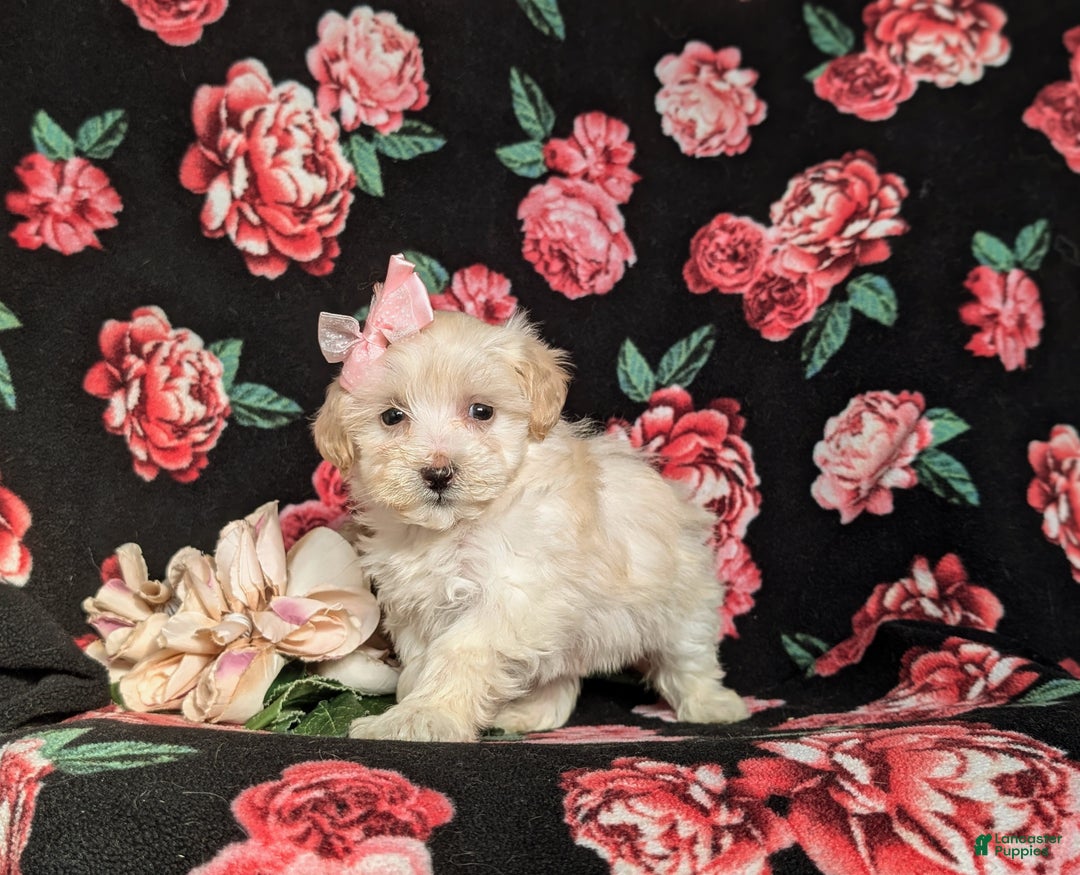 Maltipoo dogs for sale: Desiree - Ad 3
