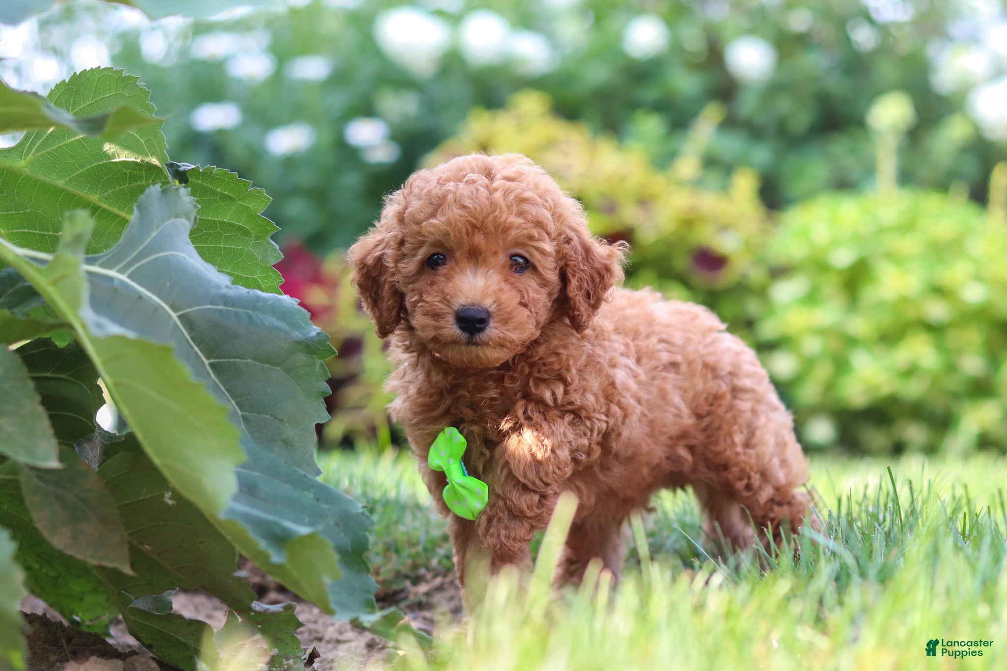 Miniature Poodle dogs Leo - Ad 1