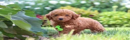 Miniature Poodle dogs for sale: Leo - Ad 1