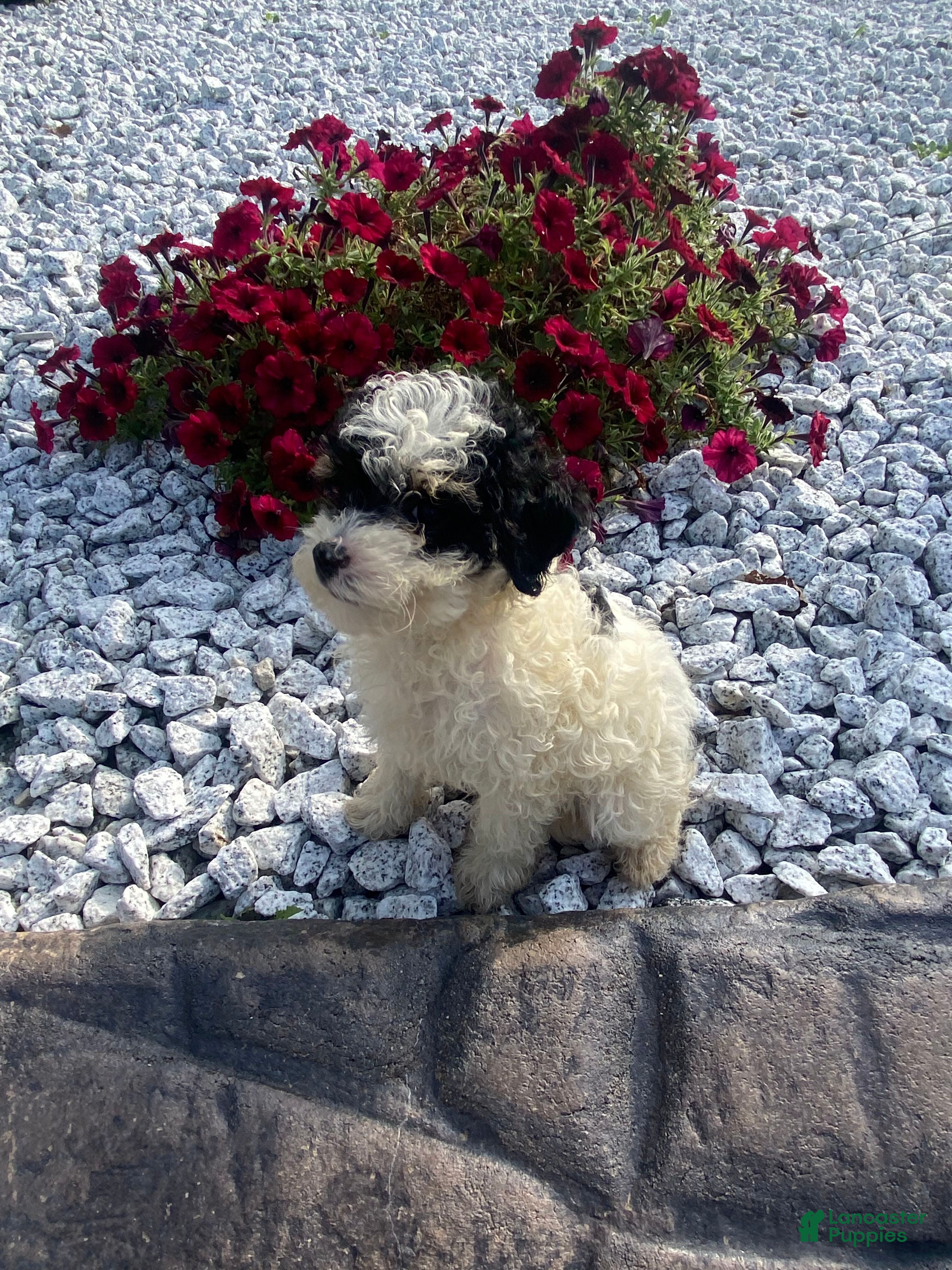 Miniature Poodle dogs Daisy - Ad 2
