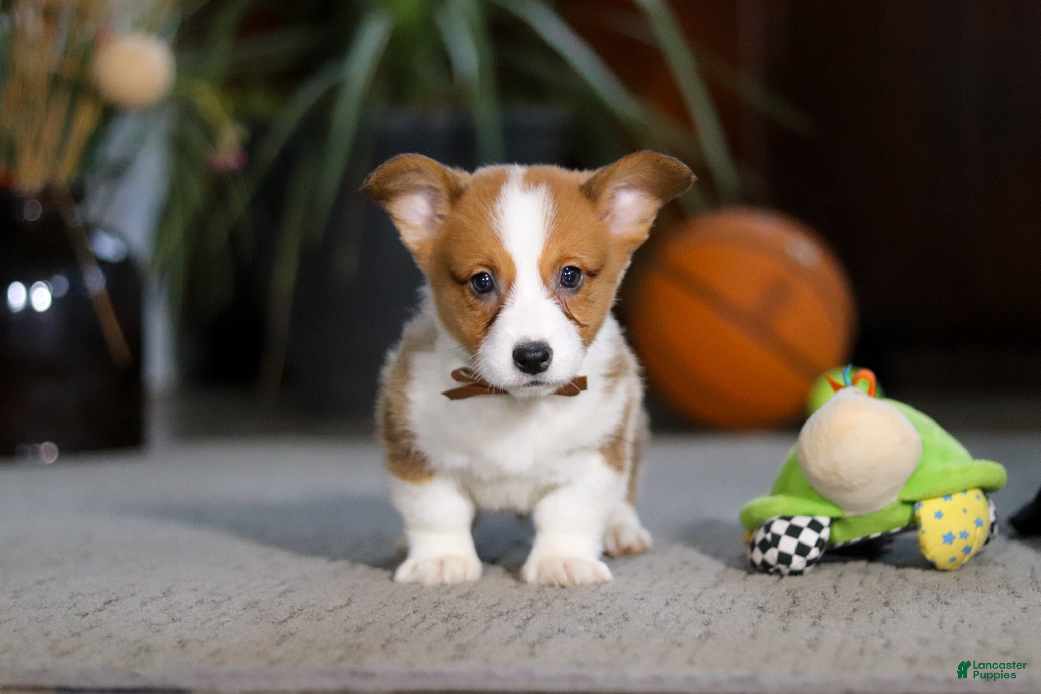 Welsh Corgi Pembroke dogs Herman - Ad 2