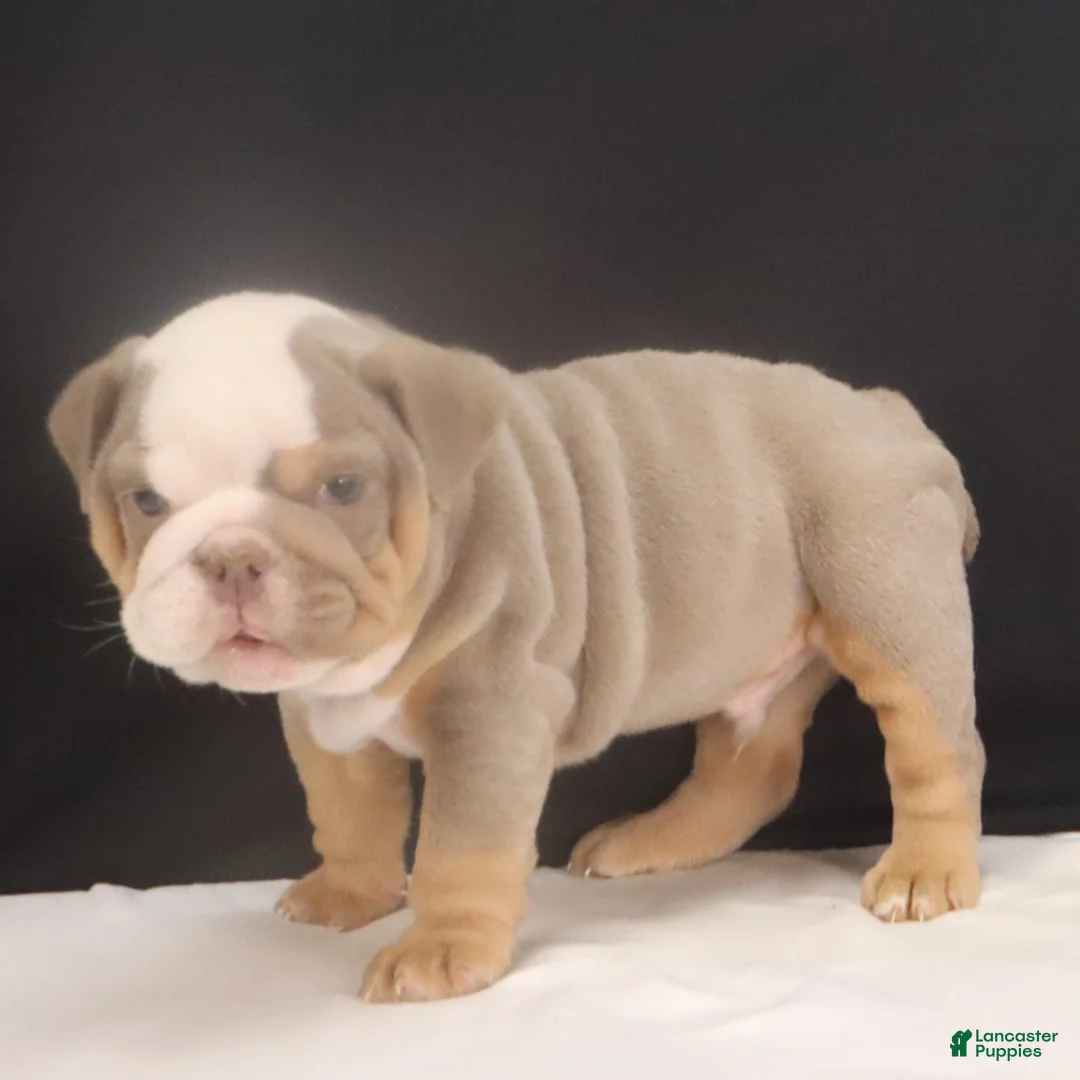 English Bulldog dogs for sale: Tyler - Ad 3