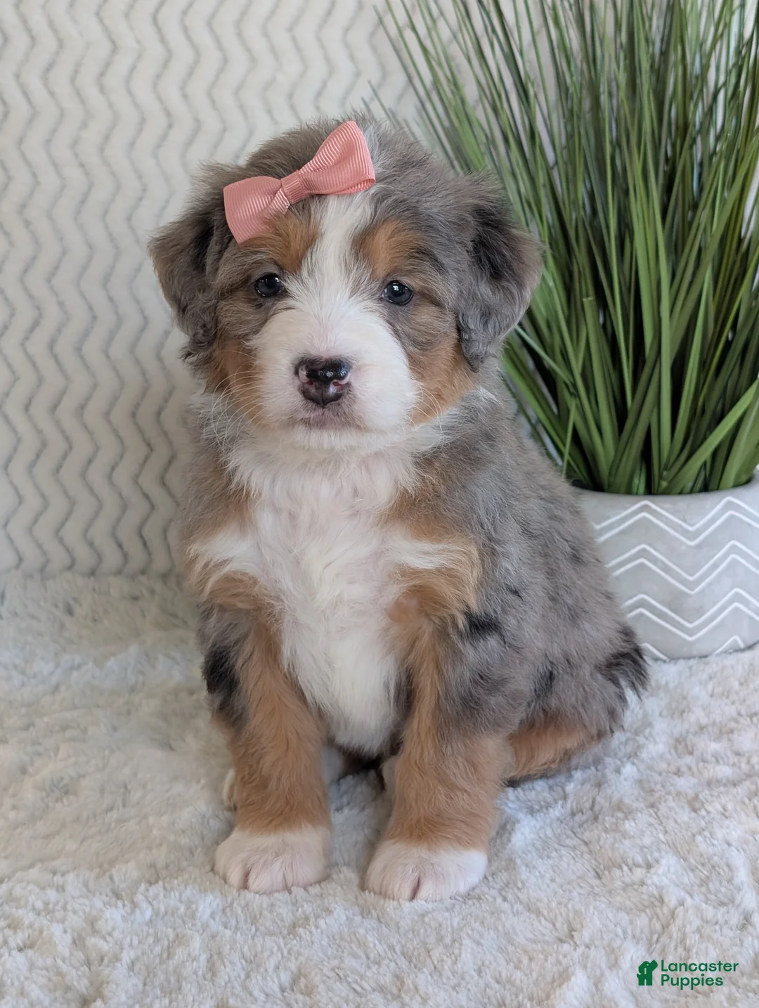 Mini Bernedoodle dogs for sale: Mini Indy  - Ad 13