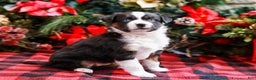 Miniature Australian Shepherd dogs for sale: Faith - Ad 2