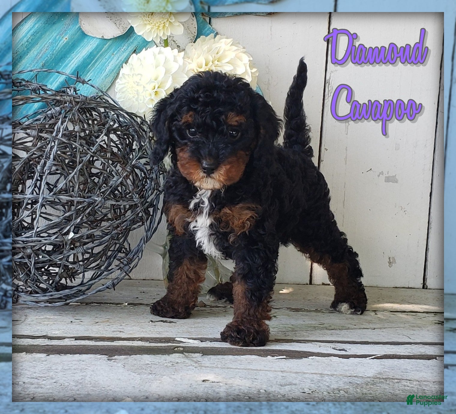 Cavapoo dogs Diamond - Ad 1