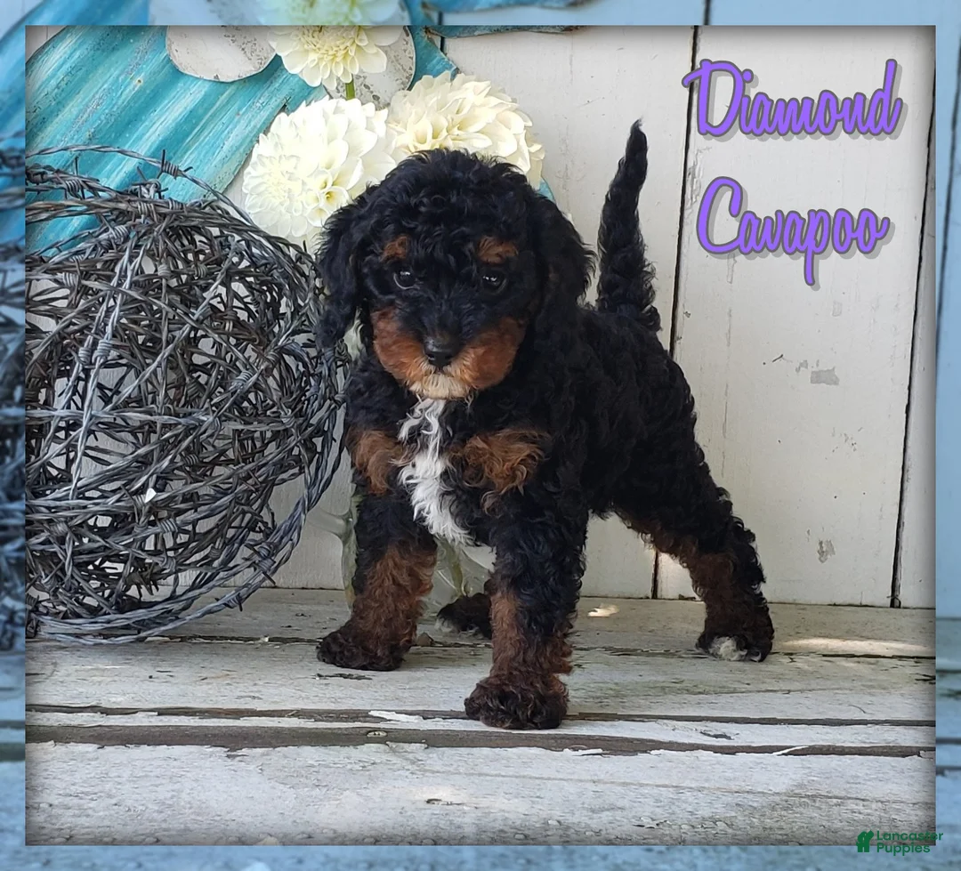 Cavapoo dogs for sale: Diamond - Ad 1