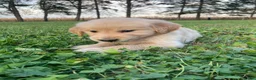 Golden Retriever dogs for sale: Adam - Ad 3
