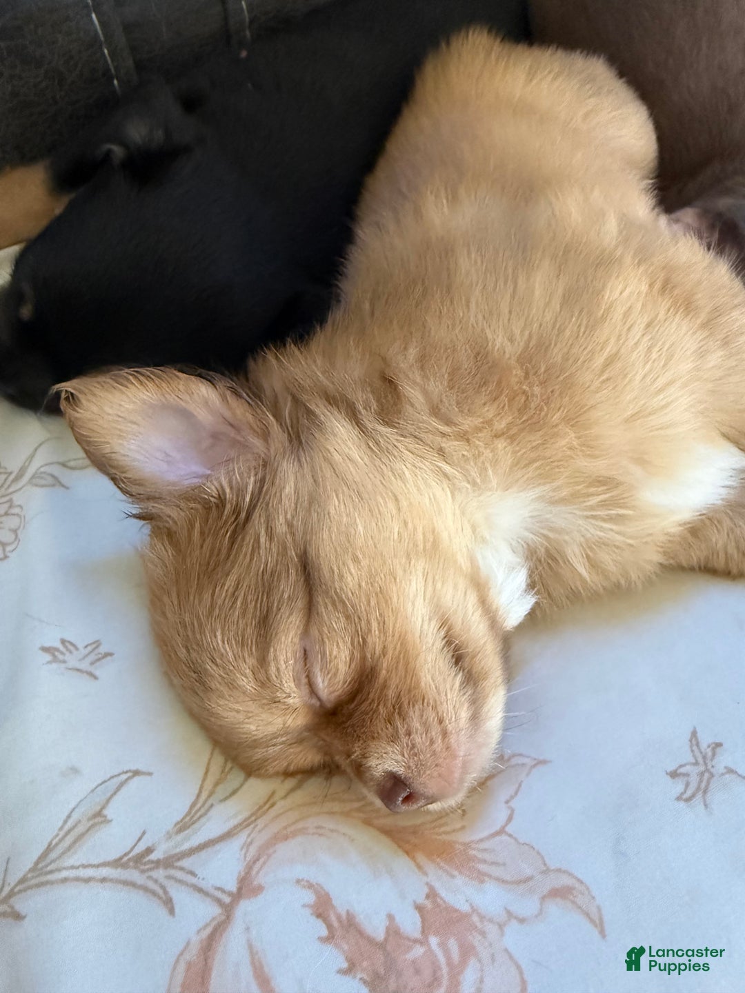 Chihuahua dogs for sale: Chihuahua Puppy  - Ad 8