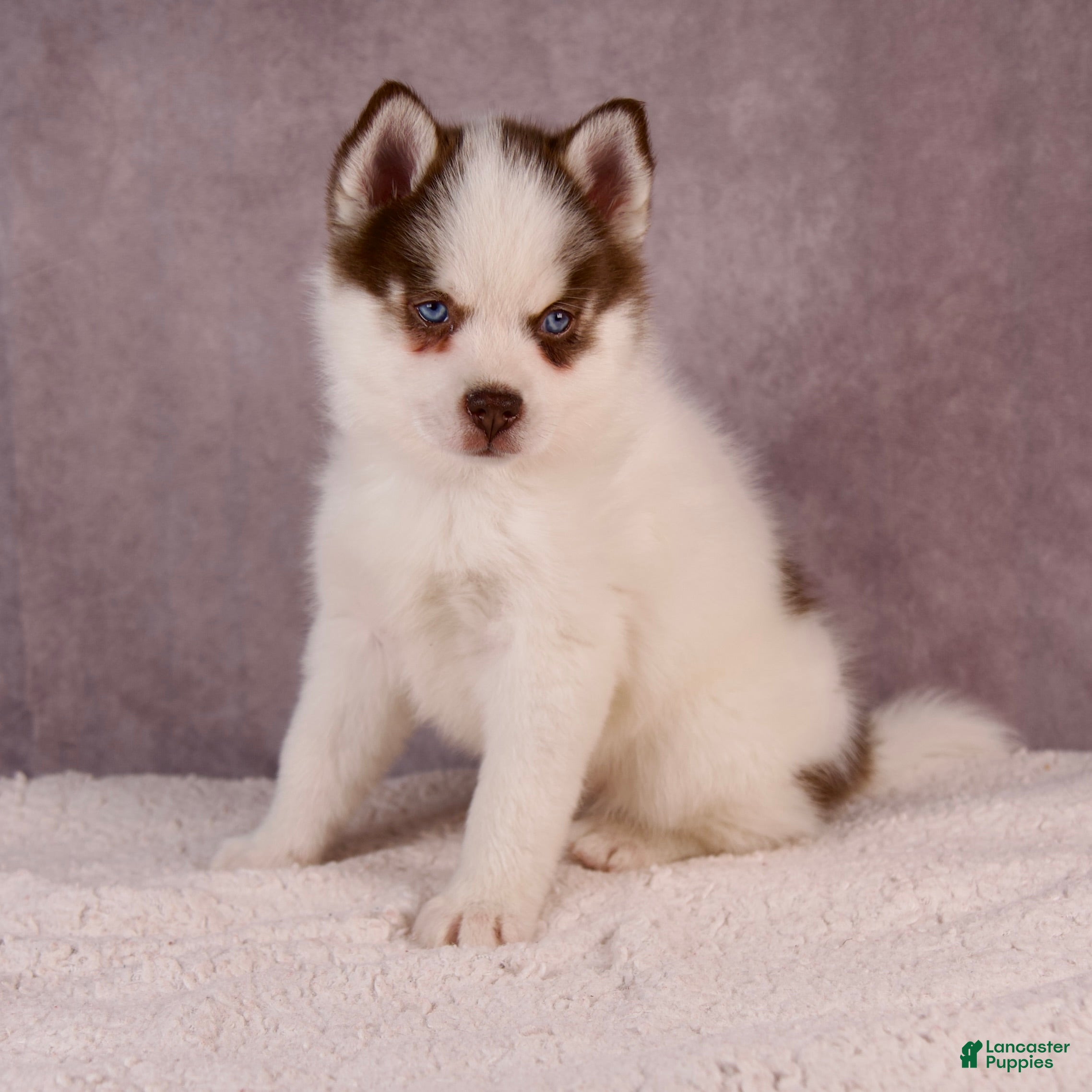 Pomsky Puppies for sale Lancaster Puppies