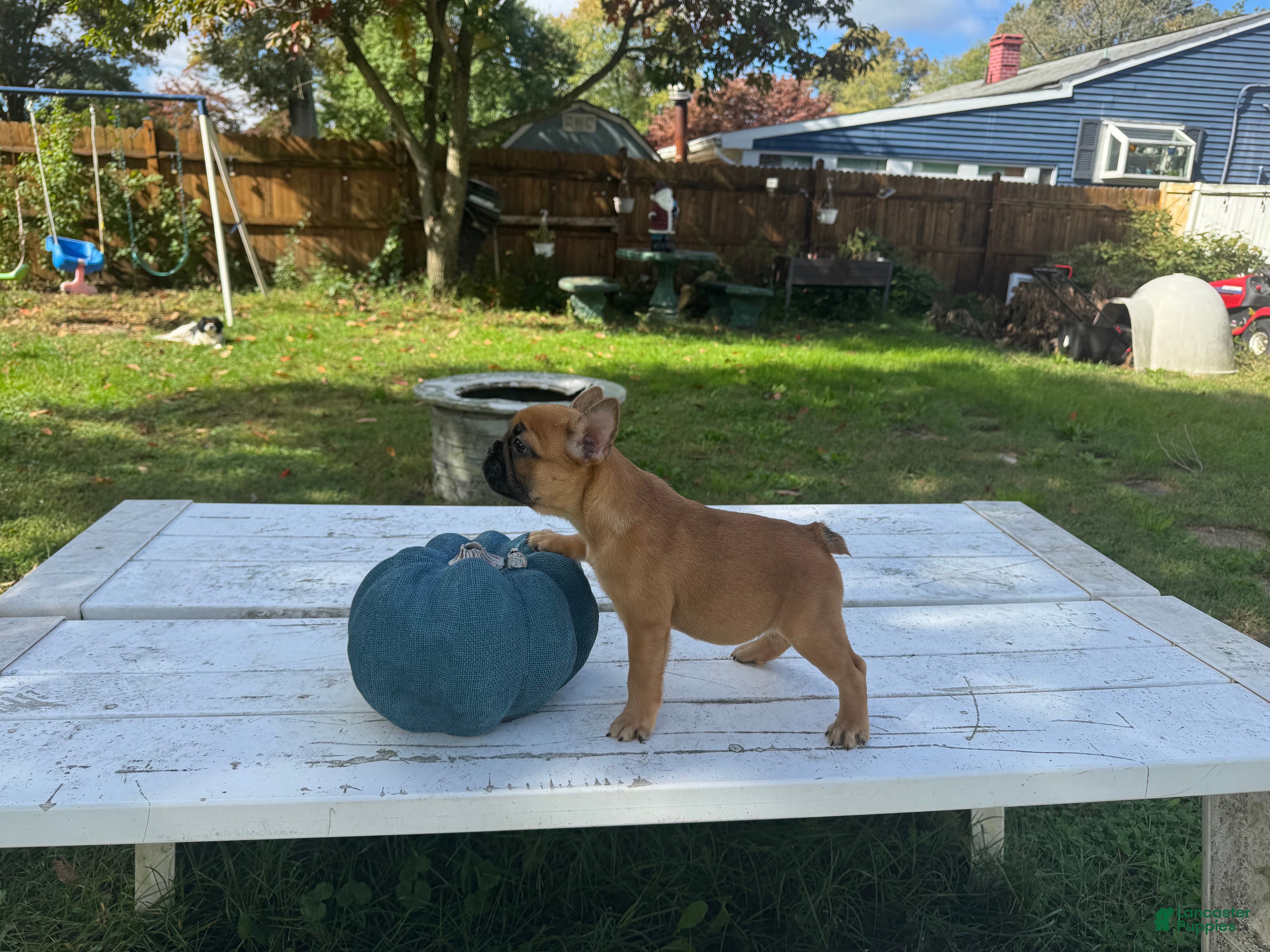 French Bulldog dogs Pou - Ad 1