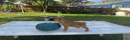 French Bulldog dogs for sale: Pou - Ad 1