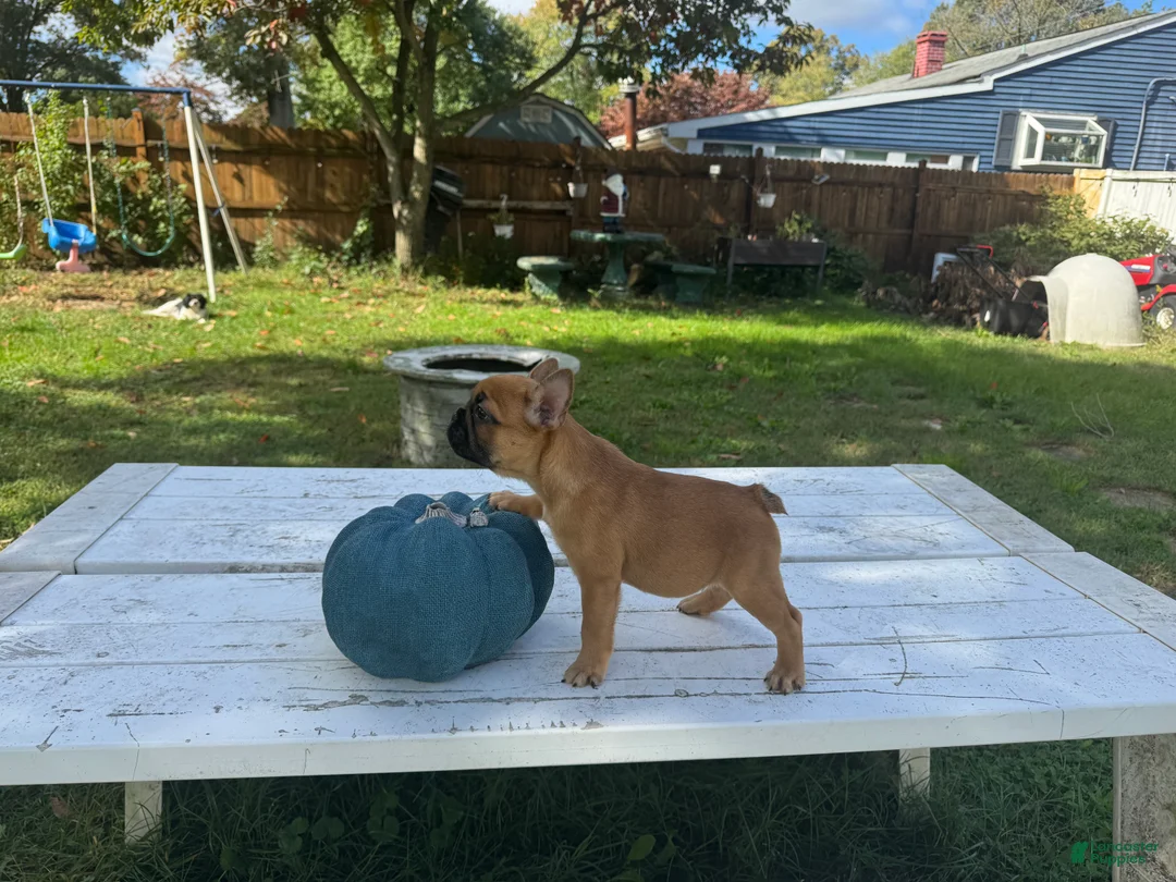 French Bulldog dogs for sale: Pou - Ad 1