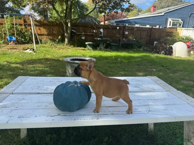 French Bulldog dogs for sale: Pou - Ad 1