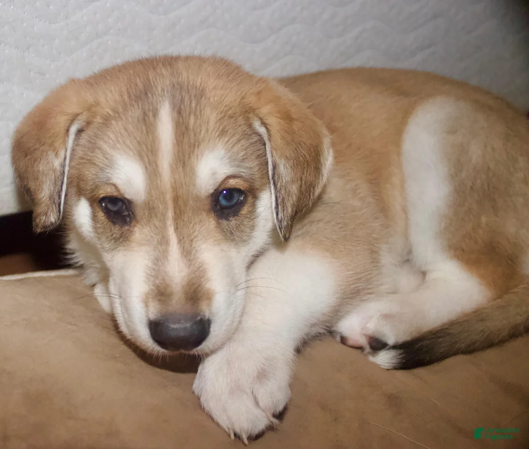 Gerberian Shepsky dogs for sale: Ragnar  - Ad 1