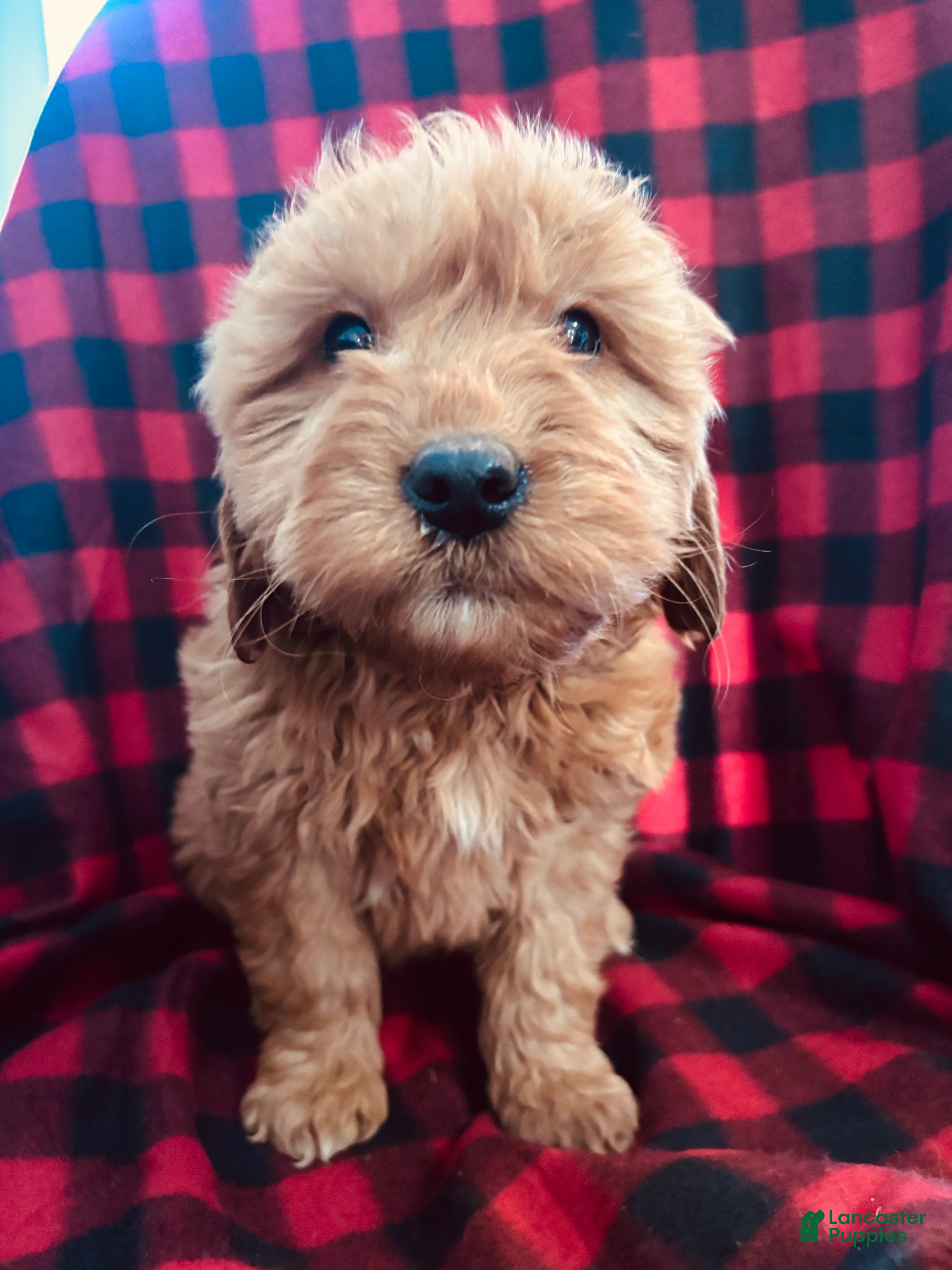 Goldendoodle dogs Santo  - Ad 25