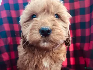 Goldendoodle dogs Santo - Ad 25
