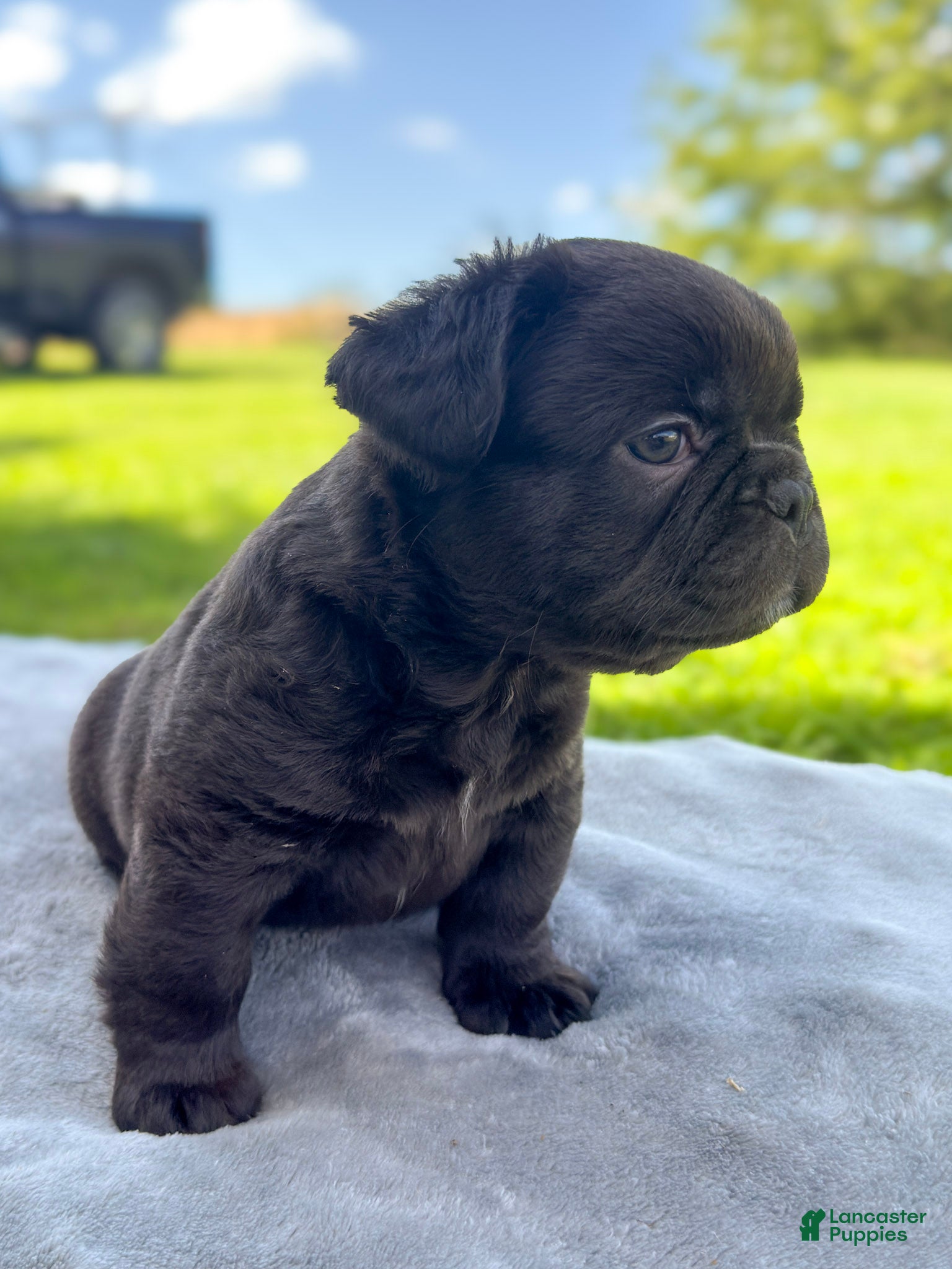 French Bulldog dogs for sale: Peeta - Ad 2