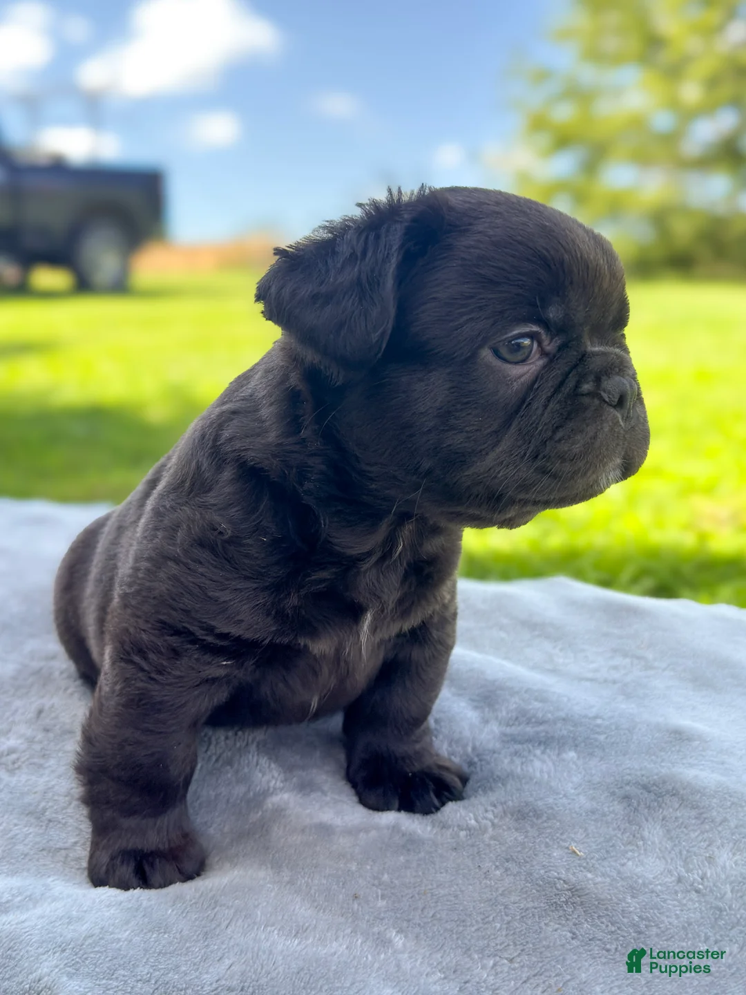 French Bulldog dogs for sale: Peeta - Ad 1