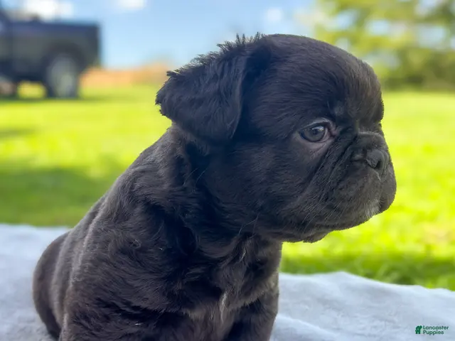French Bulldog dogs for sale: Peeta - Ad 1