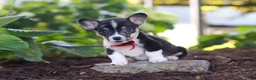 Welsh Corgi Pembroke dogs for sale: Diamond - Ad 9