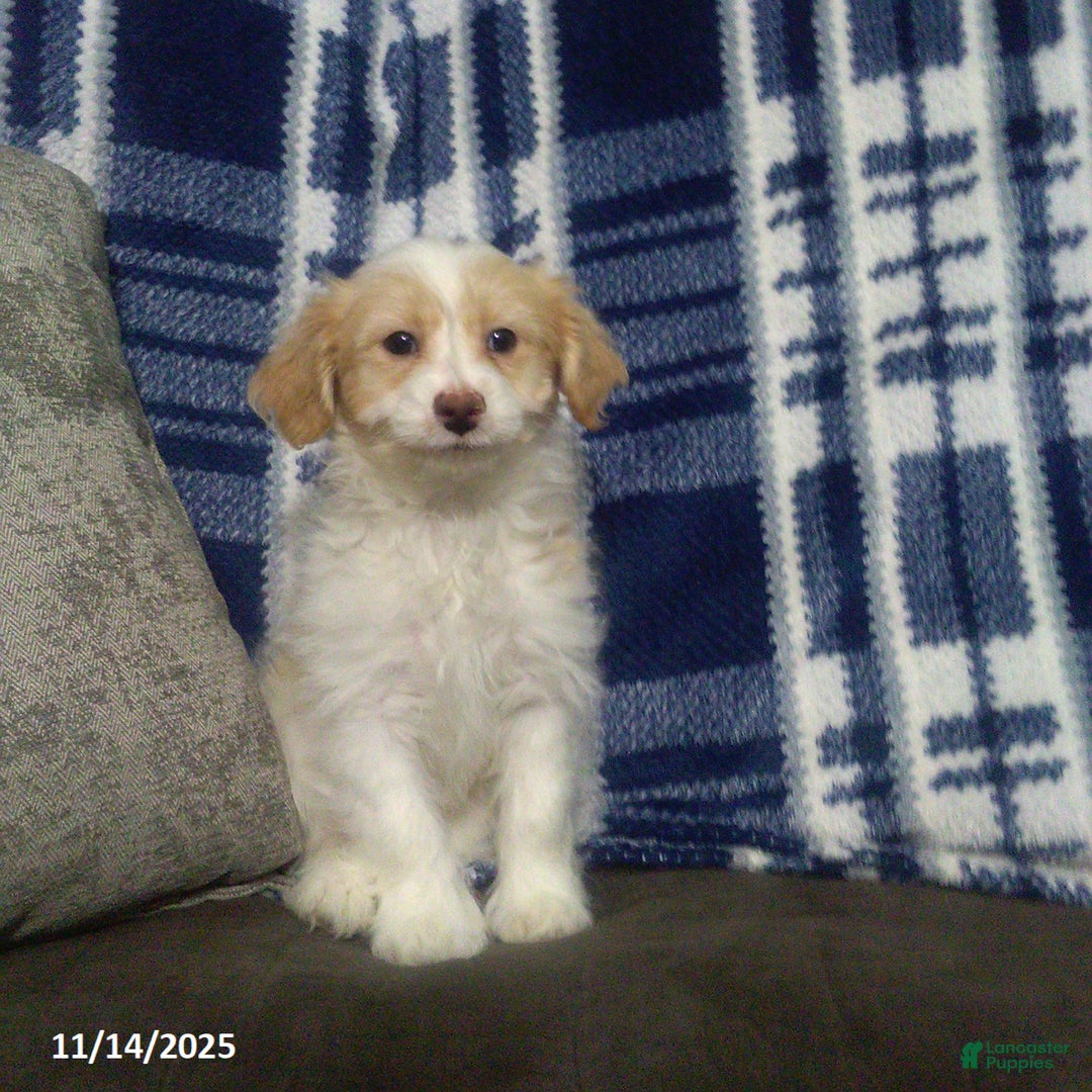 Cavapoo dogs for sale: Goldie - Ad 1