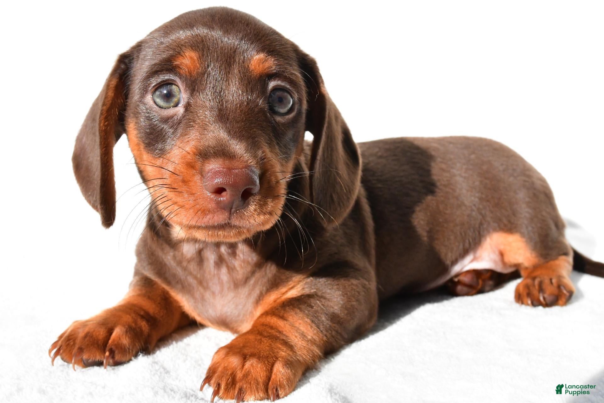Dachshund dogs Daisy - Ad 1