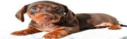 Dachshund dogs for sale: Daisy - Ad 4
