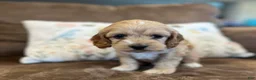 Cockapoo dogs for sale: Buff boy  - Ad 6
