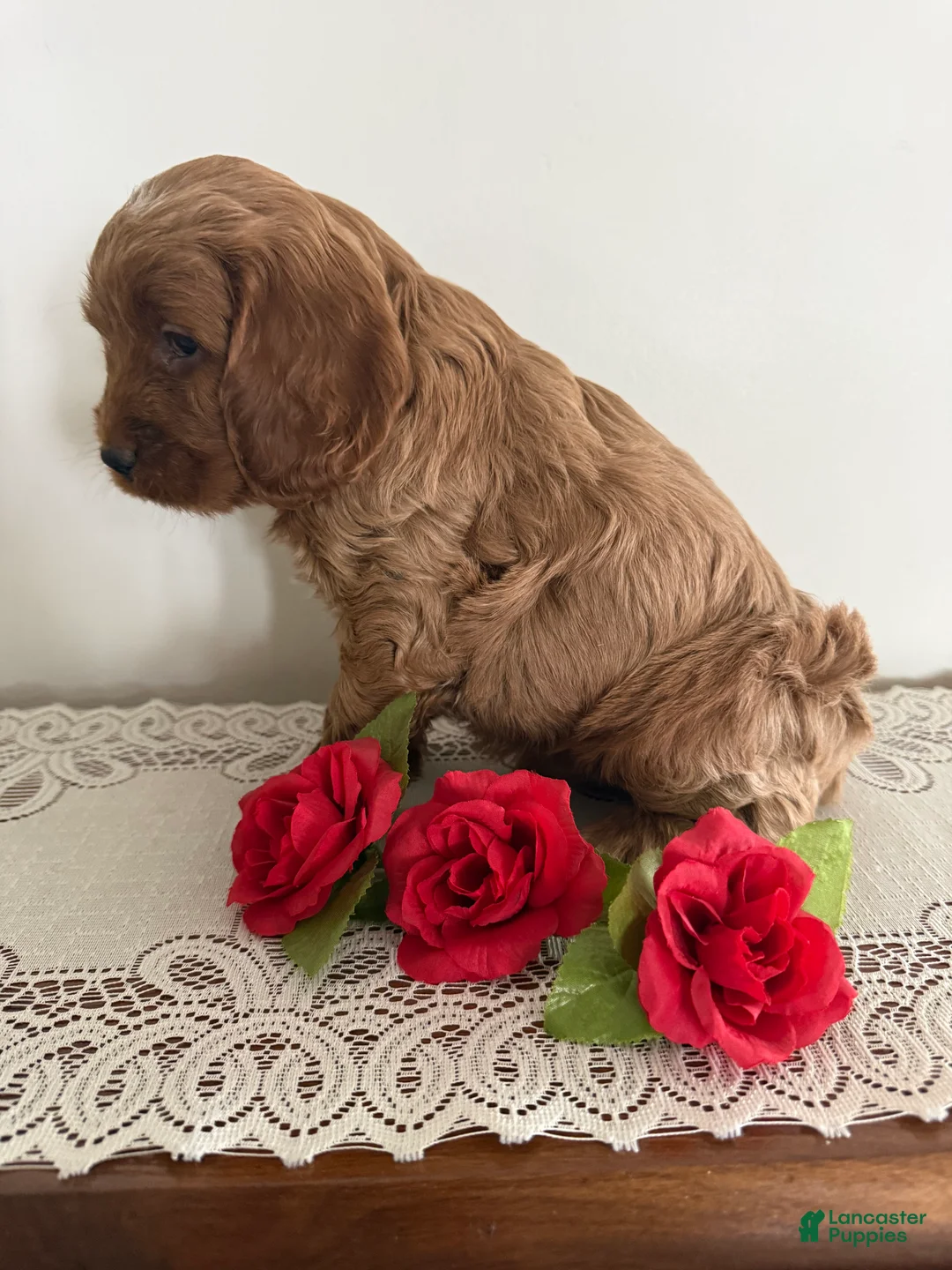 Cockapoo dogs for sale: Cockapoo Puppy 1 - Ad 3