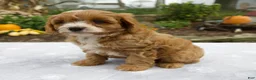 Cavapoo dogs for sale: Theo - Ad 4