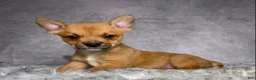 Mixed Breed dogs for sale: Miss Lacy - Ad 11
