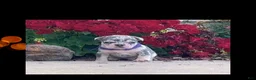 French Bulldog dogs for sale: Uxley “Purple”Collar, Male - Ad 4