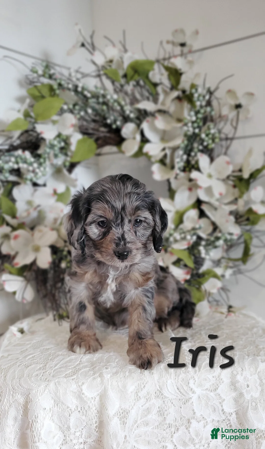 Cavapoo dogs for sale: Iris - Ad 2