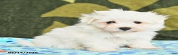 Maltese dogs for sale: Indie - Ad 4