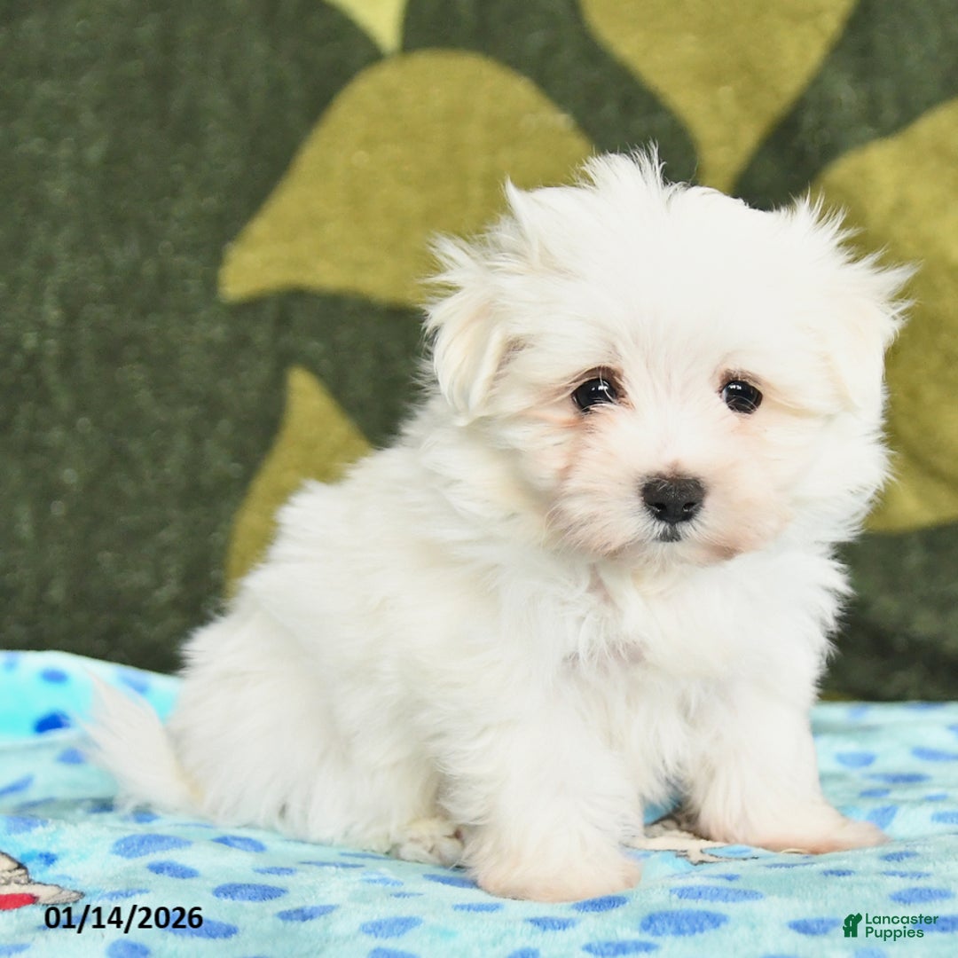 Maltese dogs for sale: Indie - Ad 4