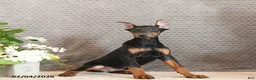 Doberman Pinscher dogs for sale: Zena - Ad 3