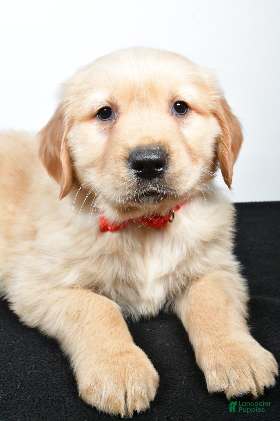 Golden Retriever dogs for sale: Jasper - Ad 2
