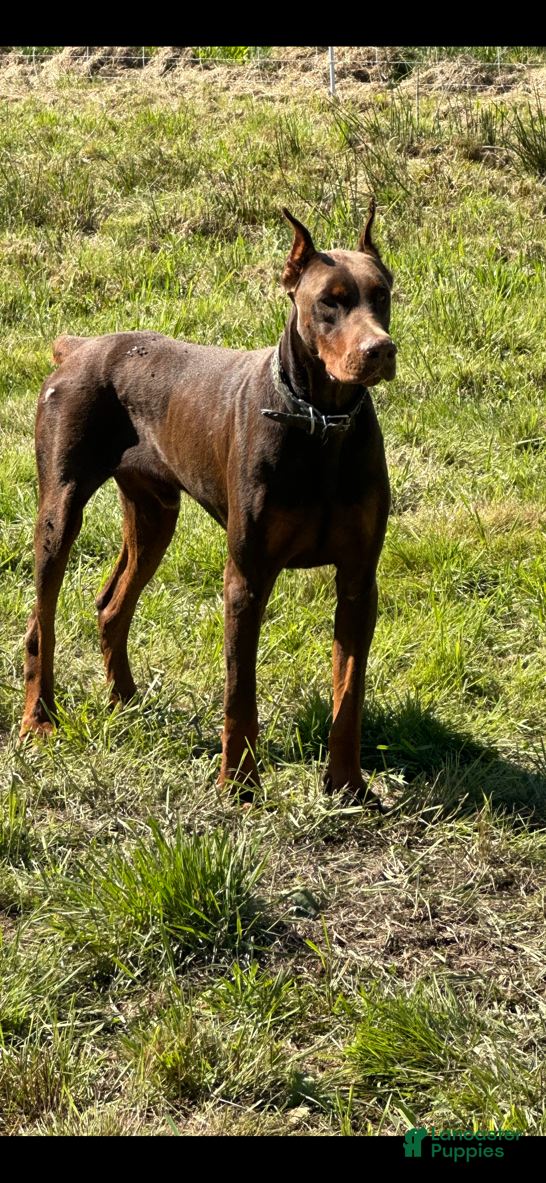 Doberman Pinscher dogs for stud: CESAR STUD  - Ad 3