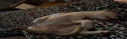 Pitsky dogs for sale: Pitsky 3 - Ad 3