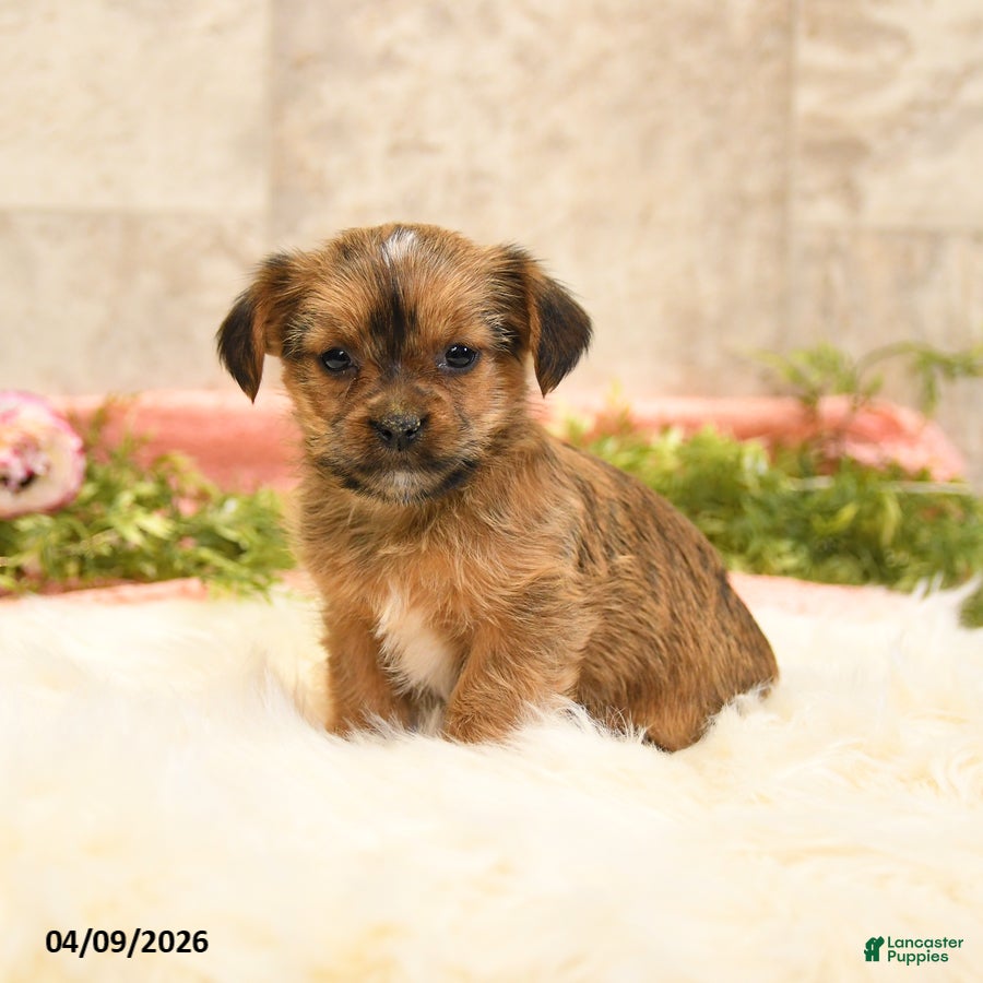 Shorkie dogs Sherry - Ad 2