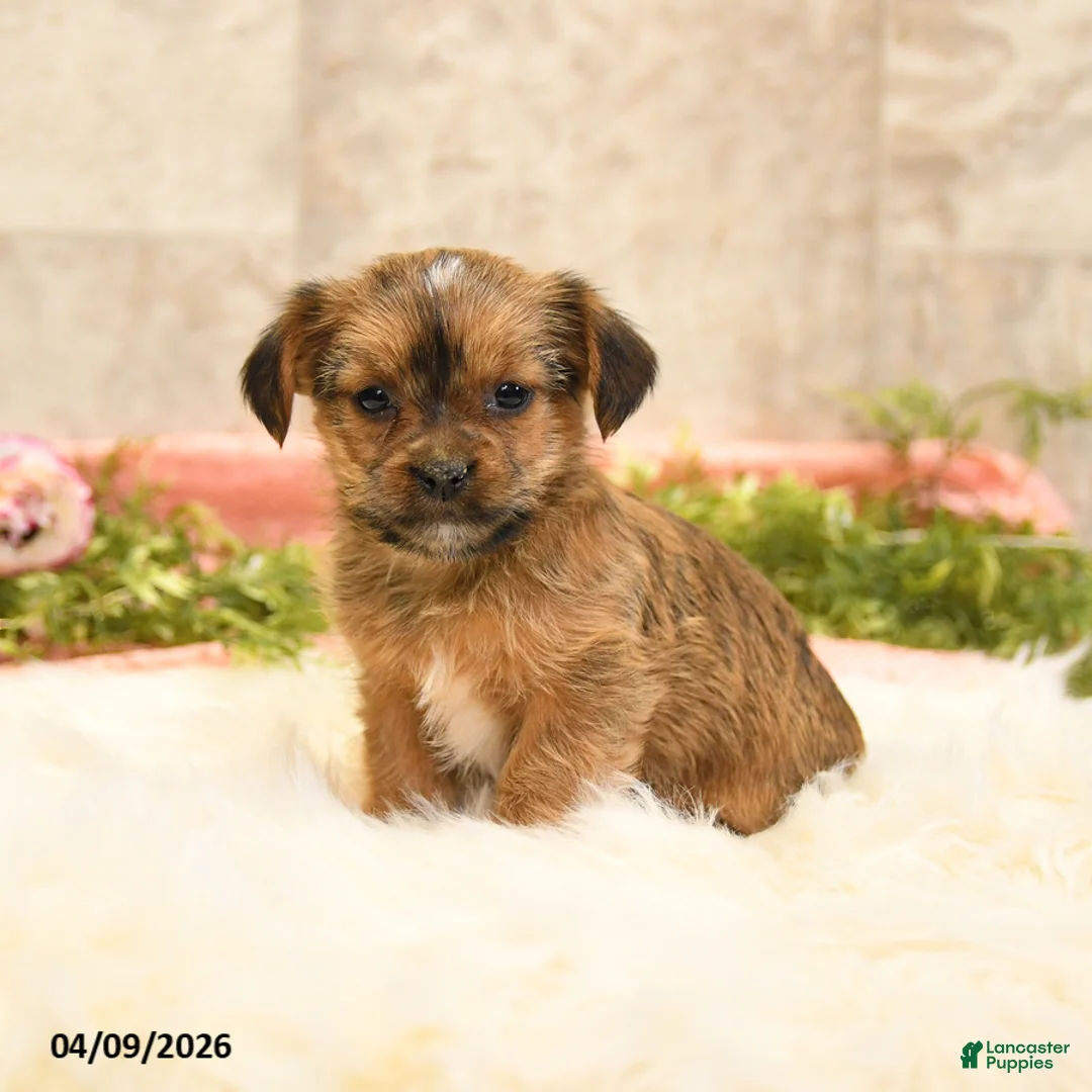 Shorkie dogs for sale: Sherry - Ad 2