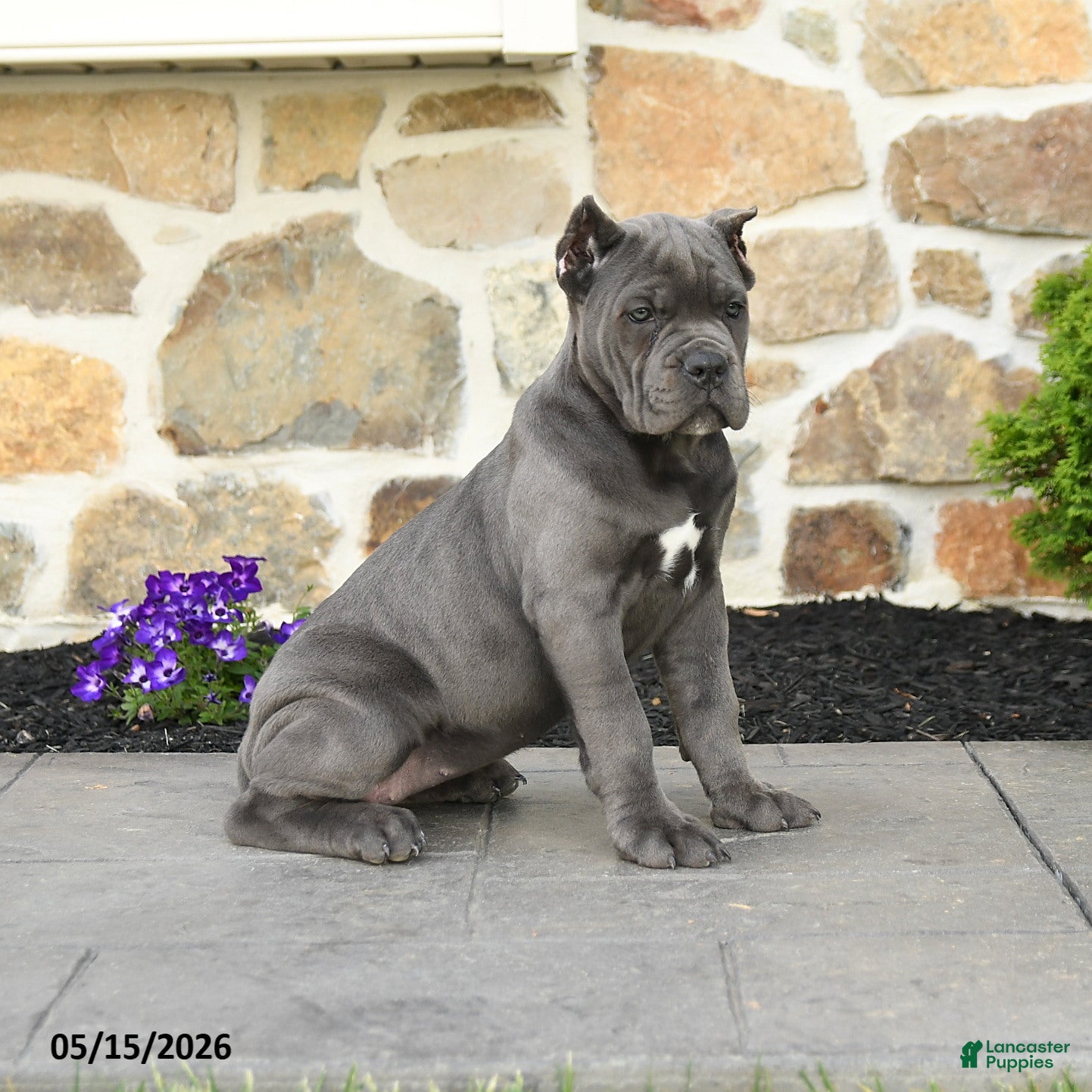 Cane Corso dogs Kiki - Ad 2