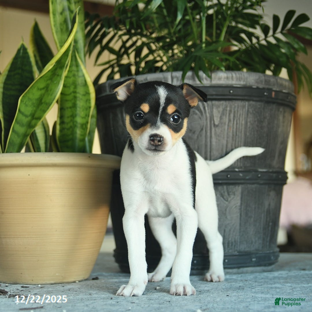 Toy Fox Terrier dogs for sale: Crystal  - Ad 1