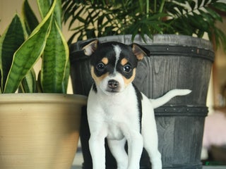 Toy Fox Terrier dogs Crystal - Ad 9