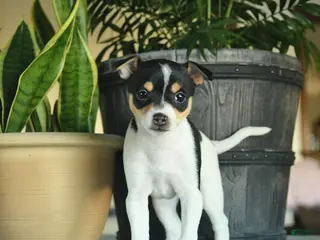 Toy Fox Terrier dogs Crystal - Ad 6