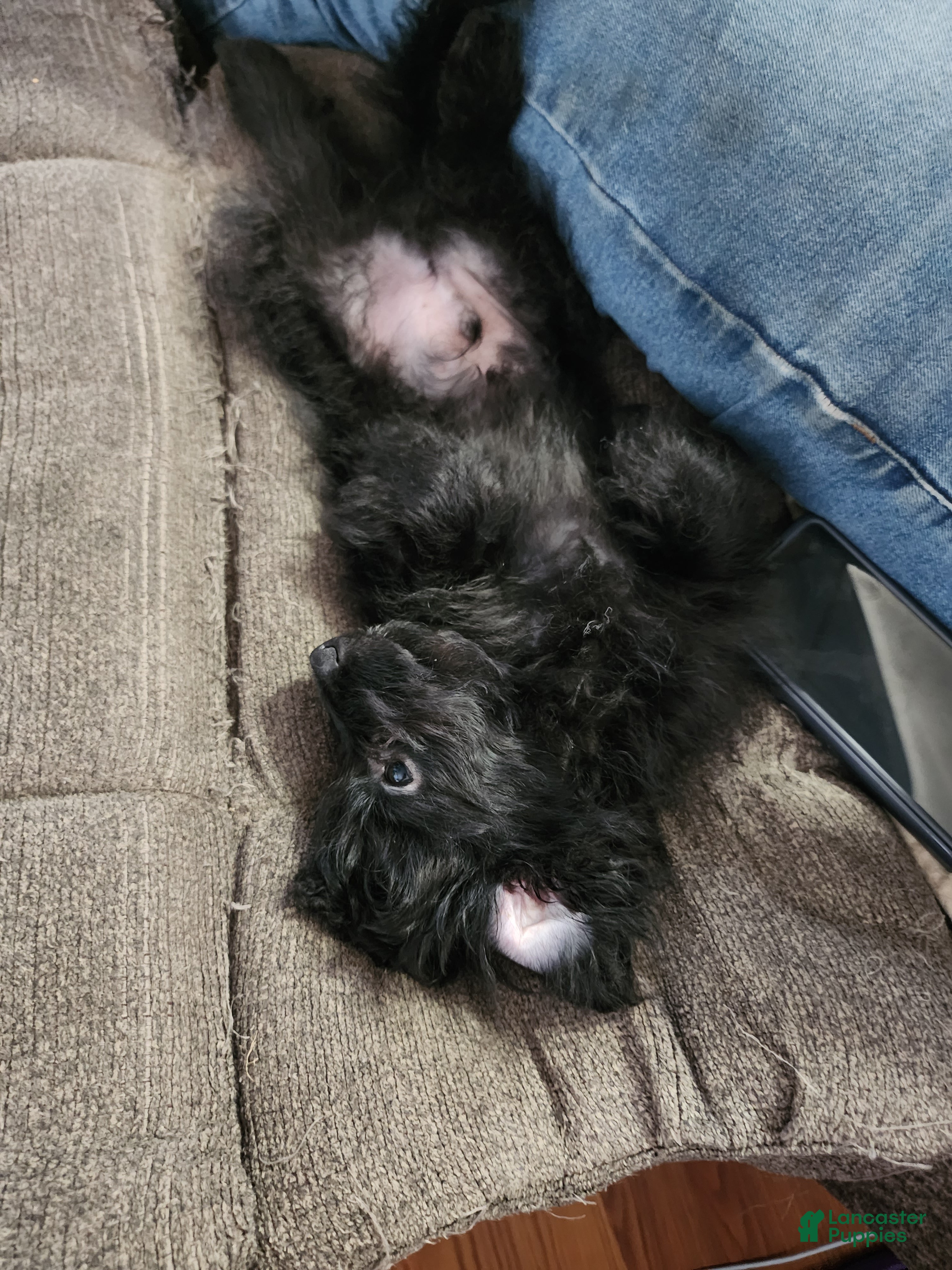 Pomapoo dogs Onyx  - Ad 2
