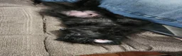 Pomapoo dogs for sale: Onyx  - Ad 6