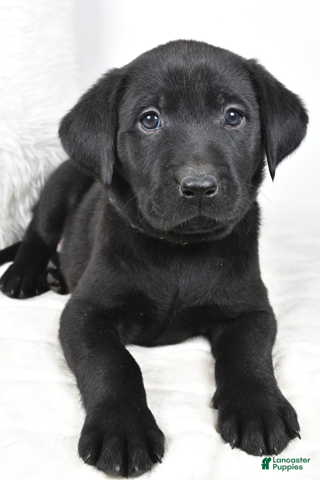 Labrador Retriever dogs for sale: Zoey - Ad 4