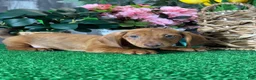 Dachshund dogs for sale: Dustin - Ad 3