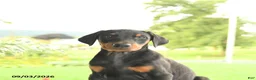 Doberman Pinscher dogs for sale: Zinnia - Ad 5